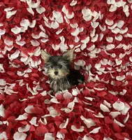Sweet girl , a female Yorkshire Terrier for sale in Norwalk, CA – 3 of 4