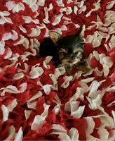Little boy, a male Yorkshire Terrier for sale in Norwalk, CA – 2 of 3