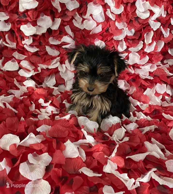 Toy Yorkie  – Yorkshire Terrier puppy for sale in Norwalk, CA