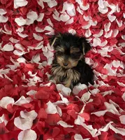 Toy Yorkie , a female Yorkshire Terrier for sale in Norwalk, CA – 1 of 4