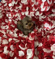 Beautiful boy, a male Yorkshire Terrier for sale in Norwalk, CA – 4 of 4