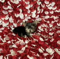 Sweet girl , a female Yorkshire Terrier for sale in Norwalk, CA – 2 of 4