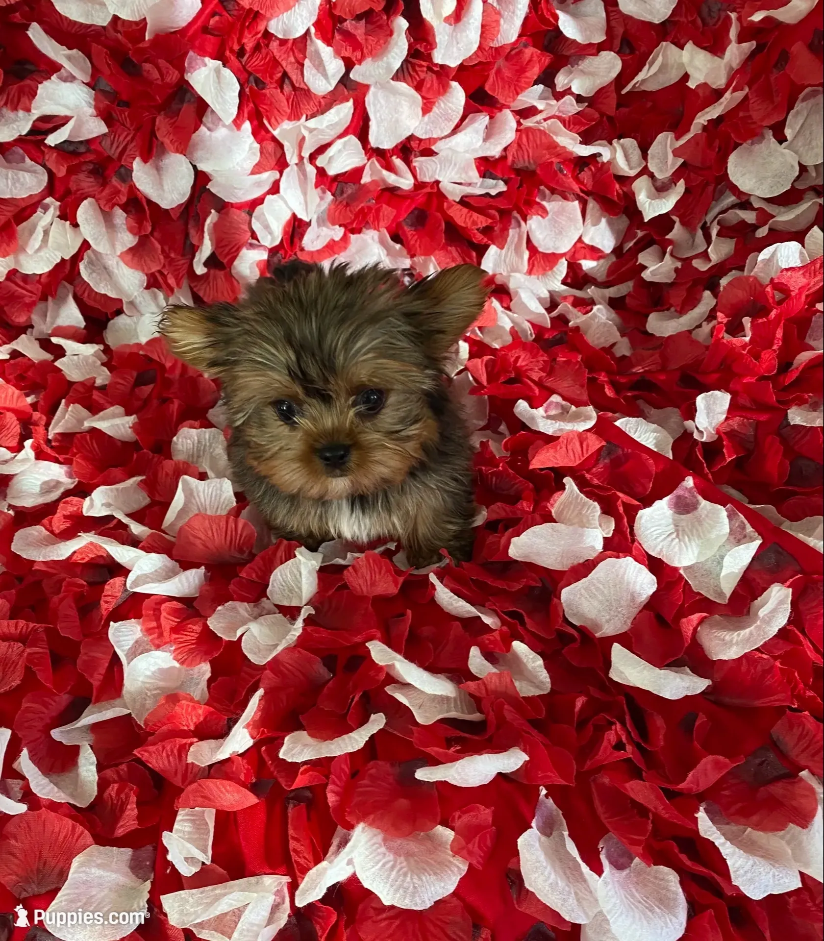 Beautiful boy, a male Yorkshire Terrier for sale in Norwalk, CA – 1 of 4