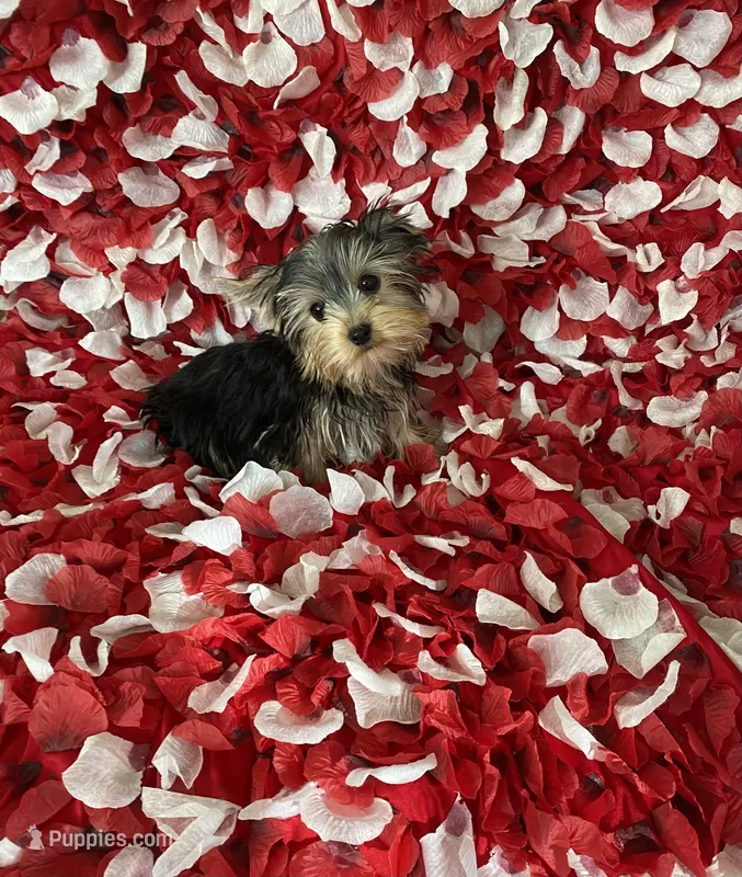 Yorkie boy  – Yorkshire Terrier puppy for sale in Norwalk, CA