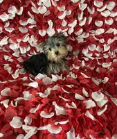 Yorkie boy , a male Yorkshire Terrier for sale in Norwalk, CA – 1 of 3