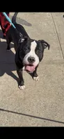 Halo, a male American Bully and American Pit Bull Terrier for sale in Brooklyn, NY – 1 of 1