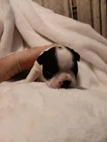 Beau , a male Boston Terrier for sale in Galesburg, IL – Photo 6 of 6