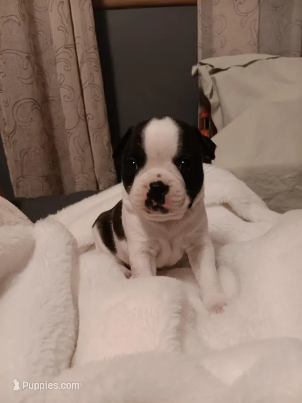 Beau  – Boston Terrier puppy for sale in Galesburg, IL