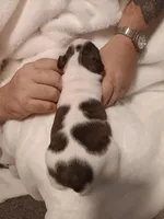 Beau , a male Boston Terrier for sale in Galesburg, IL – Photo 2 of 6