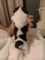 Beau , a male Boston Terrier for sale in Galesburg, IL – Photo 5 of 6