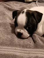 Beau , a male Boston Terrier for sale in Galesburg, IL – Photo 3 of 6