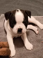 Beau , a male Boston Terrier for sale in Galesburg, IL – Photo 4 of 6