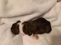 Juliet , a female Boston Terrier for sale in Galesburg, IL – Photo 4 of 5