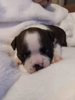 Juliet , a female Boston Terrier for sale in Galesburg, IL – Photo 1 of 5