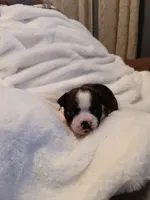 Juliet , a female Boston Terrier for sale in Galesburg, IL – Photo 3 of 5