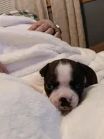 Juliet , a female Boston Terrier for sale in Galesburg, IL – Photo 5 of 5