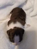 Juliet , a female Boston Terrier for sale in Galesburg, IL – Photo 2 of 5