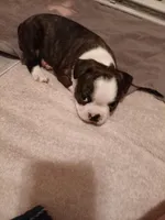 Loki , a male Boston Terrier for sale in Galesburg, IL – Photo 4 of 5