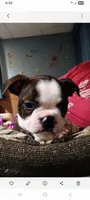 Loki , a male Boston Terrier for sale in Galesburg, IL – Photo 2 of 5