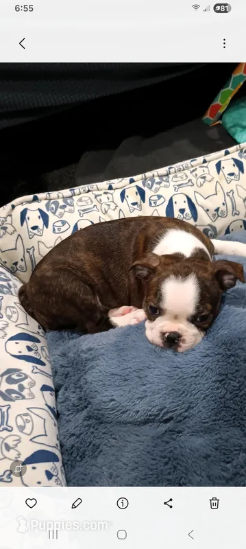 Loki  – Boston Terrier puppy for sale in Galesburg, IL
