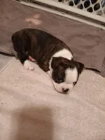 Loki , a male Boston Terrier for sale in Galesburg, IL – Photo 5 of 5