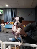 Loki , a male Boston Terrier for sale in Galesburg, IL – Photo 3 of 5
