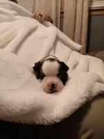 Cupid , a male Boston Terrier for sale in Galesburg, IL – Photo 3 of 4