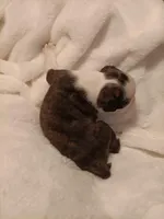 Cupid , a male Boston Terrier for sale in Galesburg, IL – Photo 4 of 4