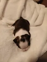 Cupid , a male Boston Terrier for sale in Galesburg, IL – Photo 2 of 4