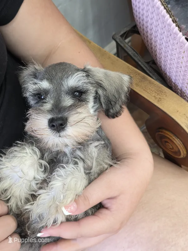 Keystone  – Miniature Schnauzer puppy for sale in Macclenny, FL