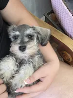 Keystone , a male Miniature Schnauzer for sale in Macclenny, FL – 1 of 3