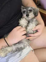 Keystone , a male Miniature Schnauzer for sale in Macclenny, FL – 2 of 3