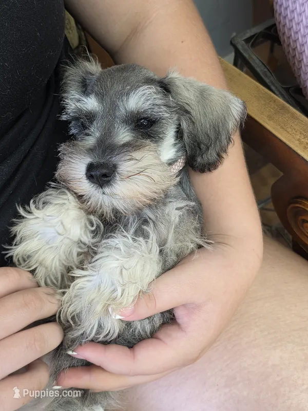 Honey – Miniature Schnauzer puppy for sale in Macclenny, FL