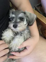 Honey, a male Miniature Schnauzer for sale in Macclenny, FL – 1 of 1