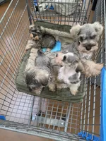 Keystone , a male Miniature Schnauzer for sale in Macclenny, FL – 3 of 3