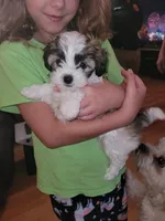 Lilly, a female Lhasa Apso and Maltipoo for sale in Leavenworth, KS – 2 of 4