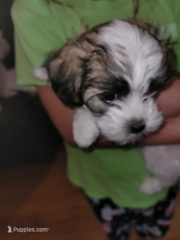 Lilly – Lhasa Apso, Maltipoo puppy for sale in Leavenworth, KS