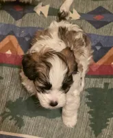 Lilly, a female Lhasa Apso and Maltipoo for sale in Leavenworth, KS – 3 of 4