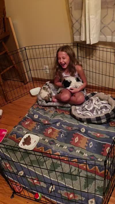 Lilly, a female Lhasa Apso and Maltipoo for sale in Leavenworth, KS – 4 of 4