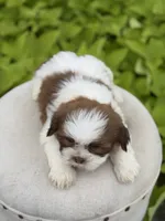 Sable parti boy , a male Shih Tzu for sale in Paducah, KY – 2 of 6