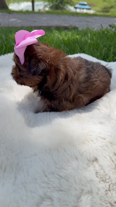 AKC Cookie, a female Shih Tzu for sale in Paducah, KY – 10 of 10