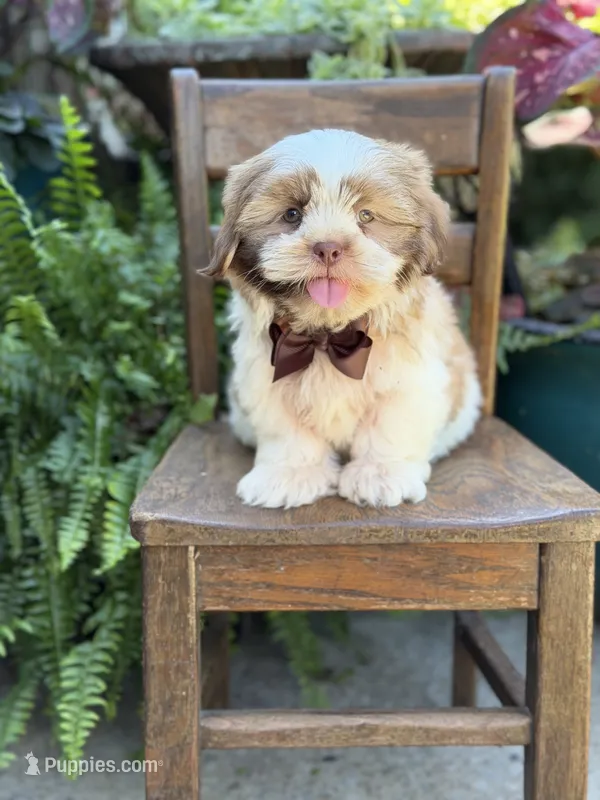 Chocolate sable  – Shih Tzu puppy for sale in Paducah, KY