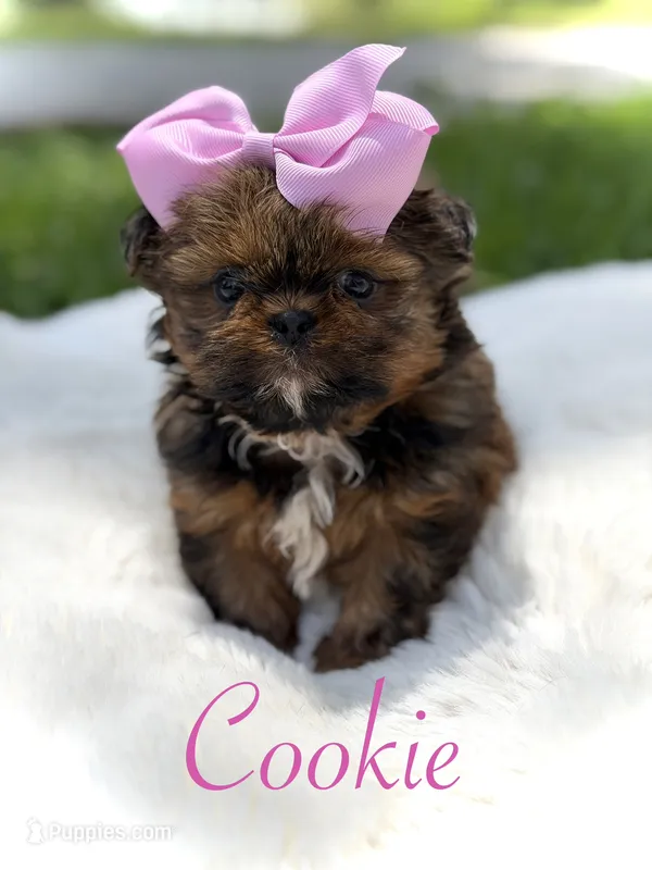 AKC Cookie – Shih Tzu puppy for sale in Paducah, KY
