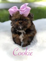 AKC Cookie, a female Shih Tzu for sale in Paducah, KY – 1 of 10