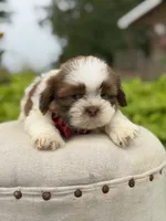 Sable parti boy , a male Shih Tzu for sale in Paducah, KY – 6 of 6