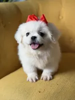 Polly, a female Pekingese for sale in Paducah, KY – 3 of 10