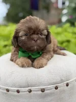 Chocolate sable, a male Shih Tzu for sale in Paducah, KY – 5 of 8