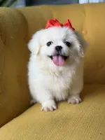 Polly, a female Pekingese for sale in Paducah, KY – 2 of 10