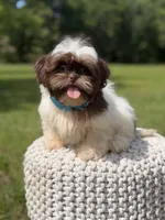 AKC Tristan, a male Shih Tzu for sale in Paducah, KY – 5 of 10