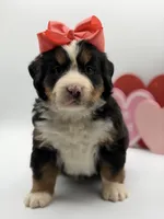 Akc Betty, a female Bernese Mountain Dog for sale in Paducah, KY – Photo 10 of 10